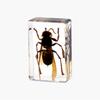 Insect In Resin Collection for Preschool, Classroom Science, and Home Displays