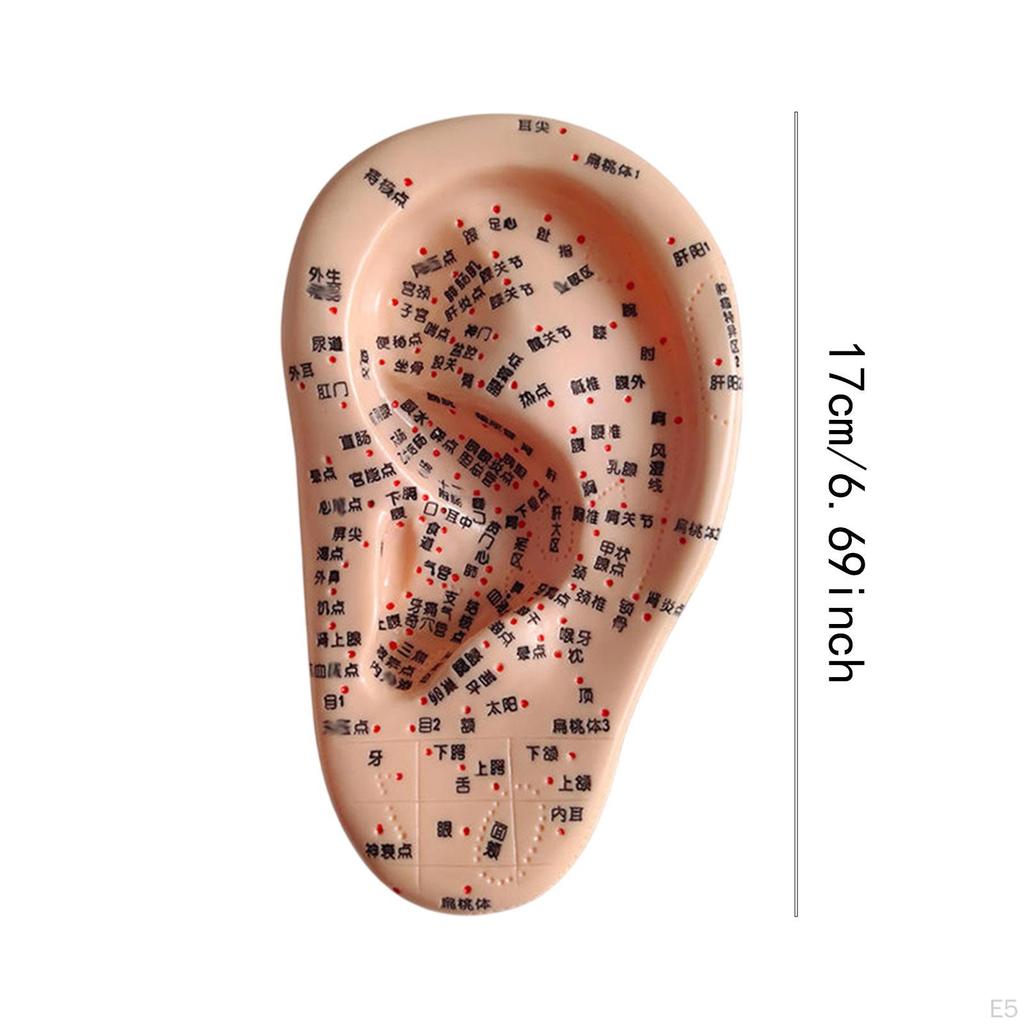 Акупунктурная точка человеческого уха Аурикулярная модель Высокомоделированная практика Учебное пособие для обучения