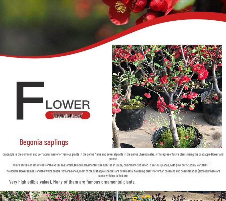 Chojukan Japanese Weeping Crabapple Bonsai Sapling for Courtyard Planting