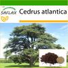 North African Atlas Cedar - 20 Seeds - With Potting Substrate for Better Cultivation - Cedrus Atlantica