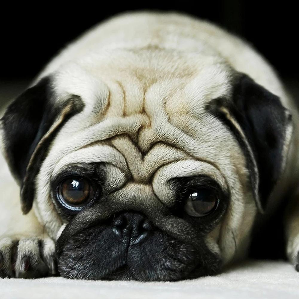 5D Diy Алмазная картина животное Тигр Кот Алмазная вышивка Пейзаж Мозаика Вышивка крестом Домашнее украшение Рождественский подарок