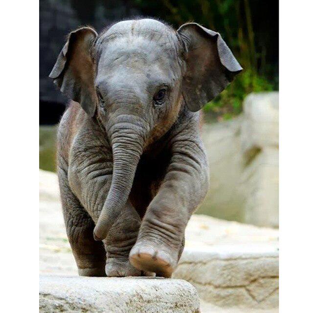 5D Алмазная картина Слон Полный круглый дрель Животное Новое поступление Алмазная вышивка Крестиком