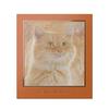 Venus Marble Тени для век Серия Кошки Табби 1 штука (Коричневый кот) (х 1)