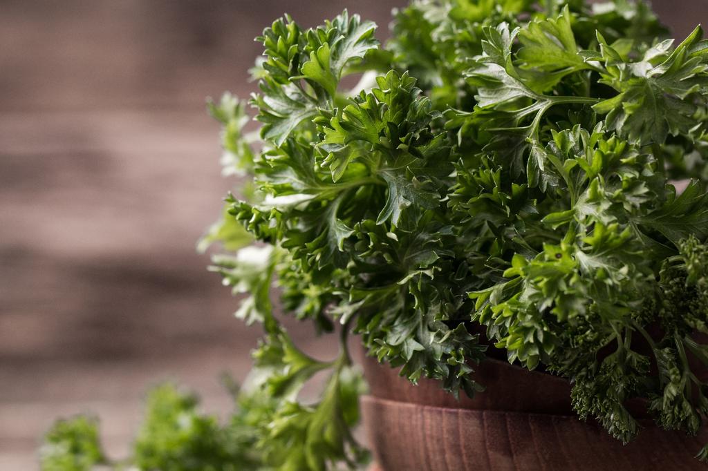 SAFLAX Garden in the Bag - Органический - Петрушка, скрученная мхом - 800 семян - С субстратом в подходящем стоячем пакете - Petroselinum Crispum