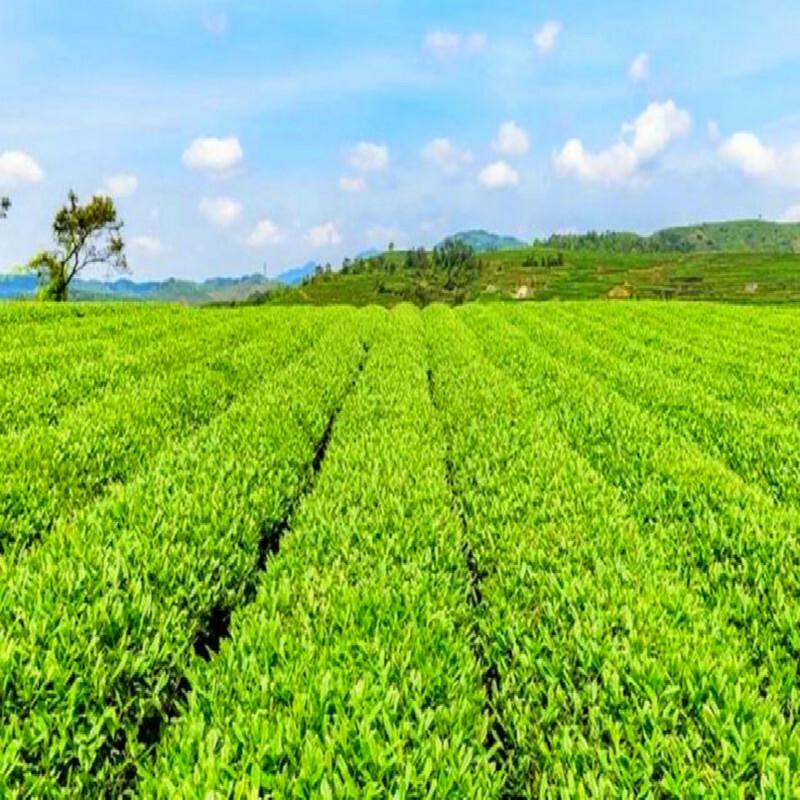 30 Пакетов Органический Чай для Детоксикации Печени Select Tea Китайский Травяной Чай от Похмелья для Мужчин