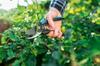 ERGO PRUNING SHEAR - C 41-020