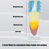 Профессиональная анатомическая модель корня растения Реалистичная модель анатомии корня растения Для обучения в классе и в лаборатории