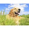 5D DIY Алмазная картина Набор Собака Искусство Алмазная вышивка Стразы Украшения для дома
