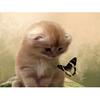 Diamond Embroidery Cat Butterfly Full Drill Lovely Animal Diamond Painting Cross Stitch Home Decor