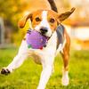 Dogs Sound Ball Puppy Toy Ball with Built-in Bell Chew-Friendly Toss And Fetch Ball for Dogs Training Interactive Play Boredom Relief