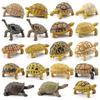 Realistic Turtle Action Figures Simulation Tortoise Animals Figurines Sea Turtle Model  Collection
