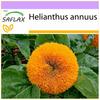 Dwarf Sunflower - 40 Seeds - Helianthus Annuus