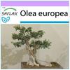 Bonsai - Common Olive - 20 Seeds - Olea Europea