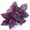 150 Purple Basil Seeds