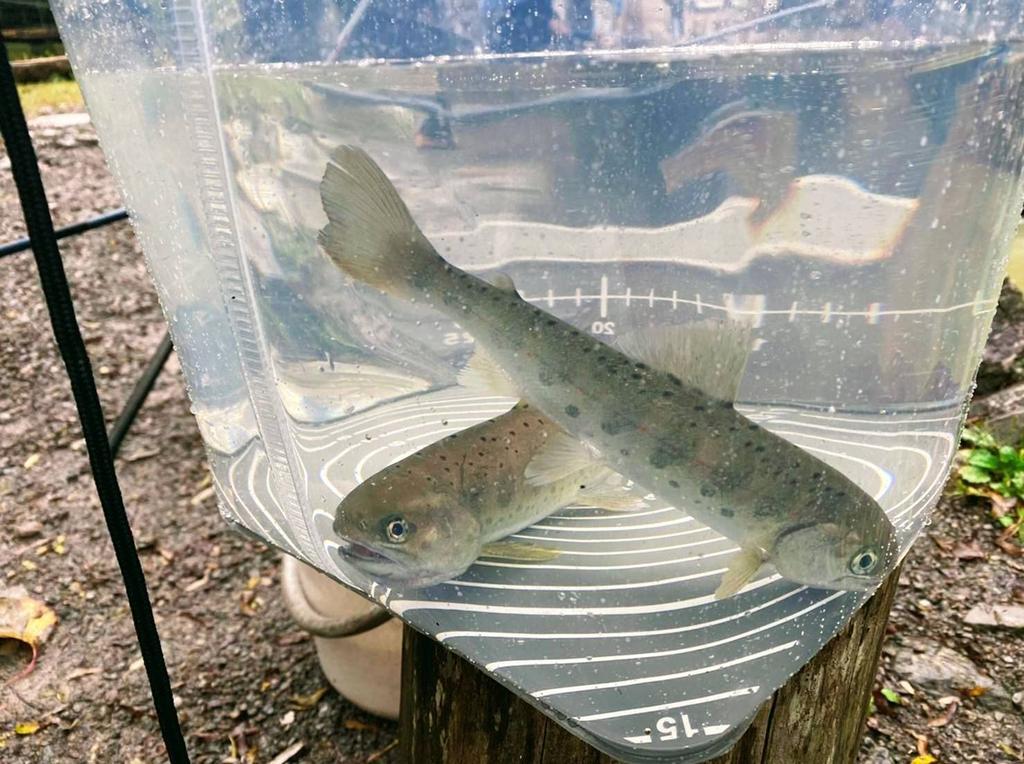 Tsurino Прозрачное ведро с памятью 24см Хаки