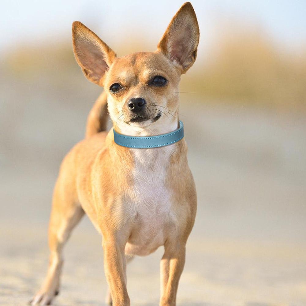 Кожаный ошейник для маленькой собаки, регулируемый ошейник для щенков, прочное ожерелье для кошек и собак маленьких и средних размеров, чихуахуа
