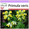 Примула - 100 семян - Primula veris