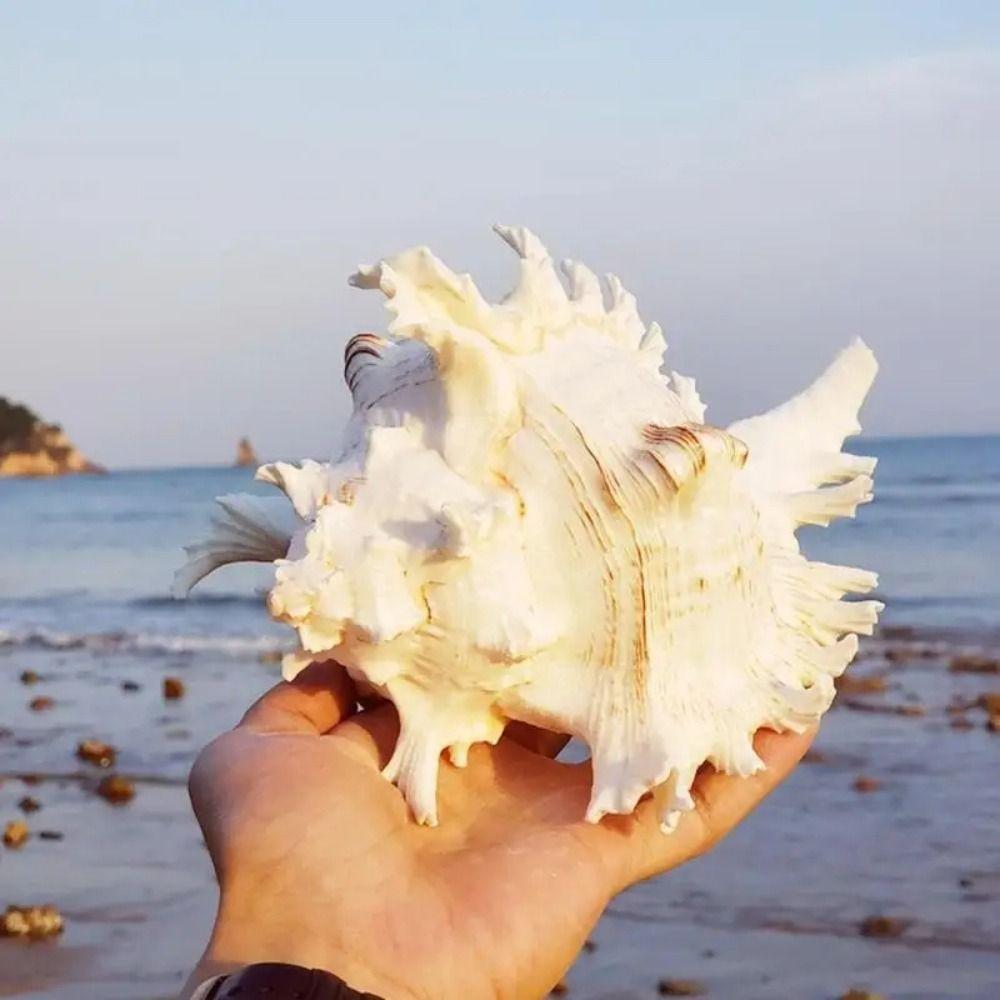 Сделай сам Натуральная Большая Раковина Конха 10-16см Раковины Конха Поделки Статуэтка Декор Аквариума Свадьба