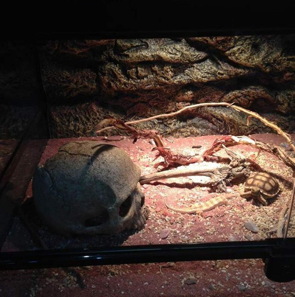 Heizi Reptile Shelter Cage, Skeleton Shape, for Leopard Geckos, Bearded Dragons, and Leopard Geckos (Skull)