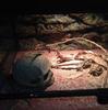 Heizi Reptile Shelter Cage, Skeleton Shape, for Leopard Geckos, Bearded Dragons, and Leopard Geckos (Skull)