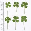 1/5/10Pcs Lucky Clover Postcards Natural Grass Transparent Wishing Cards For Bookmarks
