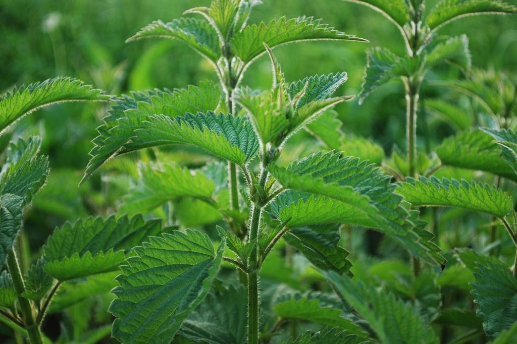 SAFLAX Garden in the Bag - Органический продукт - Крапива - 2000 семян - С субстратом в подходящем пакете - Urtica dioica