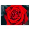 Canvas print, A beautiful red rose