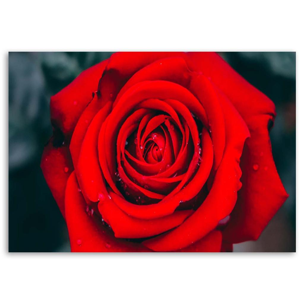 Canvas print, A beautiful red rose