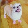 4pcs Summer Mesh Pet Sandals Shoes For Small Dogs Anti-skid Cow Tendon Sole Puppy Dog Sneakers Chihuahua Mascotas Accessories