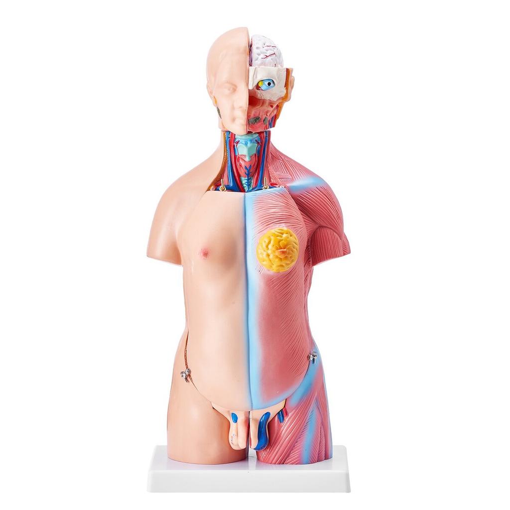 Human Body Model, 23 Parts 18 inch, Human Torso Anatomy Model Unisex Anatomical Skeleton Model with Removable Organs, Educational Teaching Tool for