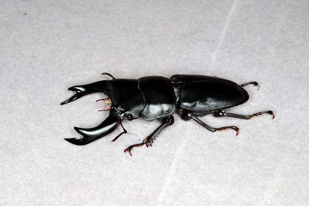 BACALYSO Фигурки жука-оленя Nirvana Hopei, самец и самка, крепление на холодильник, магнитное украшение, реалистичные взрослые особи, иллюстрированный справочник, дикий