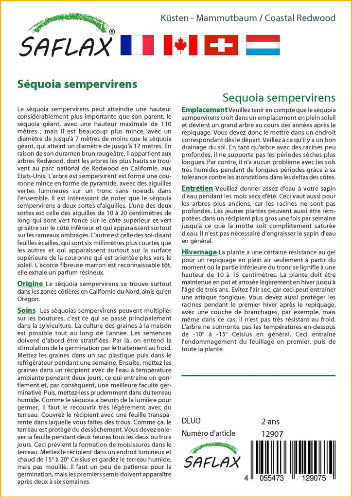 SAFLAX Прибрежное секвойя - 50 семян - Sequoia sempervirens