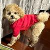 Classic Pinscher Dog Hoodies with Buckle Autumn Fleece Pet Clothes for Small Dogs Poodle Chihuahua Cat Sweater mascotas Clothing
