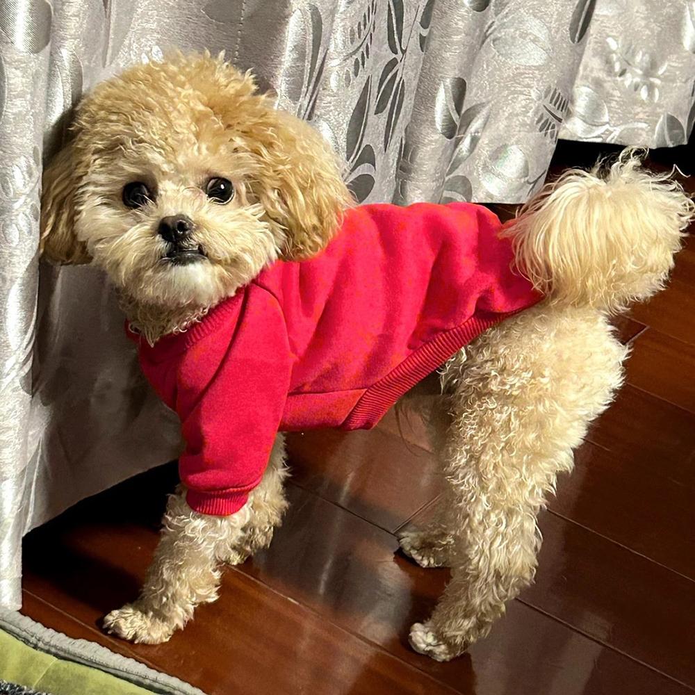 Classic Pinscher Dog Hoodies with Buckle Autumn Fleece Pet Clothes for Small Dogs Poodle Chihuahua Cat Sweater mascotas Clothing