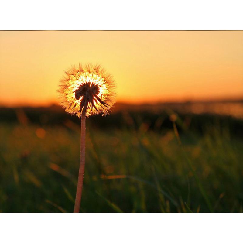 Diamond Painting Dandelion Full Square Mosaic Art Sunset Diamond Embroidery Landscape Picture of Rhinestone Home Decor