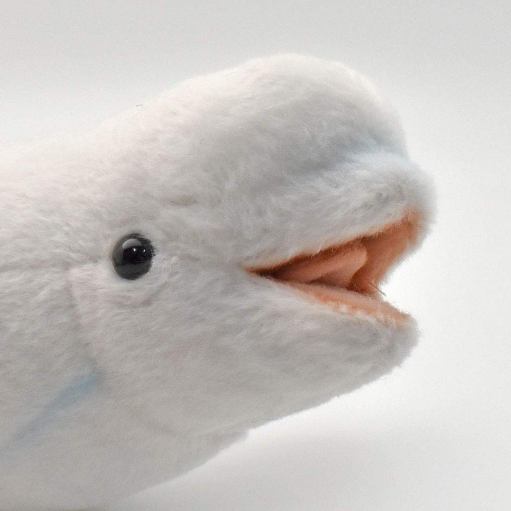 BH6651 HANSA Beluga 25