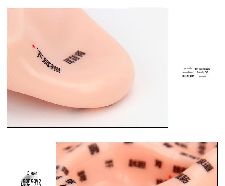 Модель рефлекторной зоны ушной акупунктурной точки 13 см - 18 см для акупунктуры и меридианной терапии