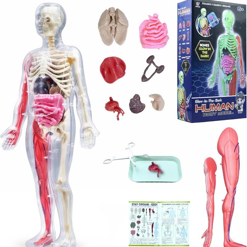 Human Body Model for Kids, Skeleton Science Model Kit That Glows In The Dark, 30 Pieces Anatomy Model, Interactive Educational Toys for Kids