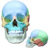 ERLER ZIMMER Magnetic Skull Craniosacral Model Creniotherapy Osteopathy In (Germany) 22-section [Back Stock]