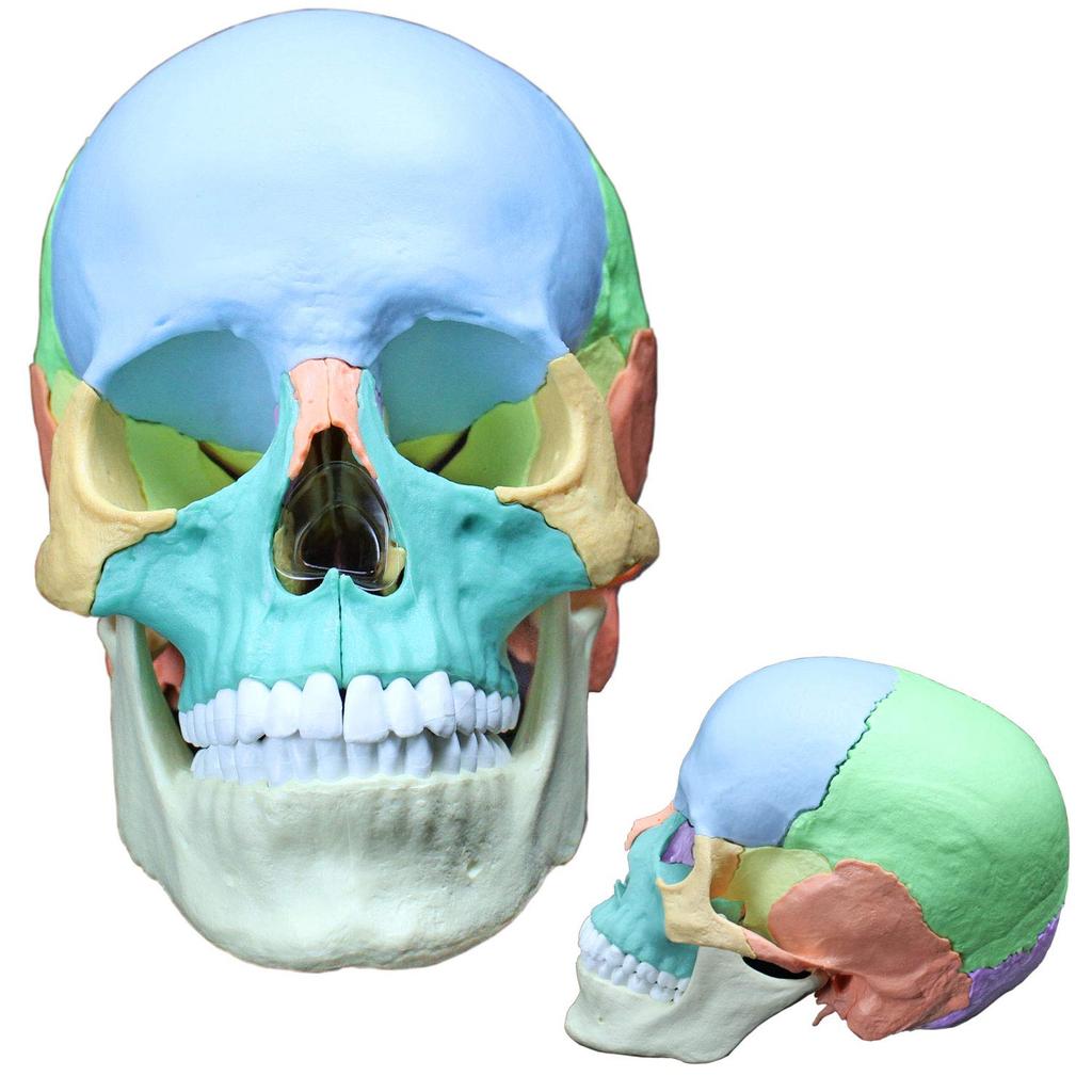 ERLER ZIMMER Magnetic Skull Craniosacral Model Creniotherapy Osteopathy In (Germany) 22-section [Back Stock]