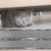 Прозрачный ПВХ - Коврик с шипами Длинный - Коврик Изолирует Кошек и Отпугивает Кошек Перегородка Дна Кровати - Шипы