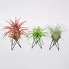 Air Plant Holder Metal Flower Pot Stand Geometric Iron Tillandsia Holder Art Display Home Garden Ornaments