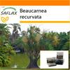 Garden In the Bag - Ponytail Palm - 10 Seeds - With Substrate In a Fitting Stand Up Bag - Beaucarnea Recurvata