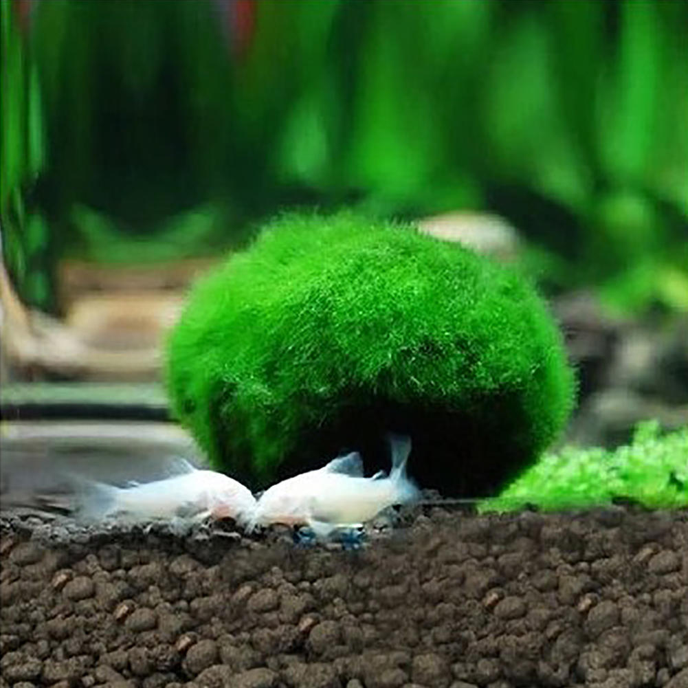 Водоросль для аквариума круглая живая.