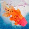 Glow In The Dark Artificial Aquarium Luminous Simulation Silicone Goldfish Ornament Fish Tank Decoration