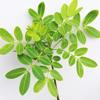 Чай Fitné Chrysanthemum And Senna Leaves Flavored 8/30/60 пакетиков - Натуральные ингредиенты