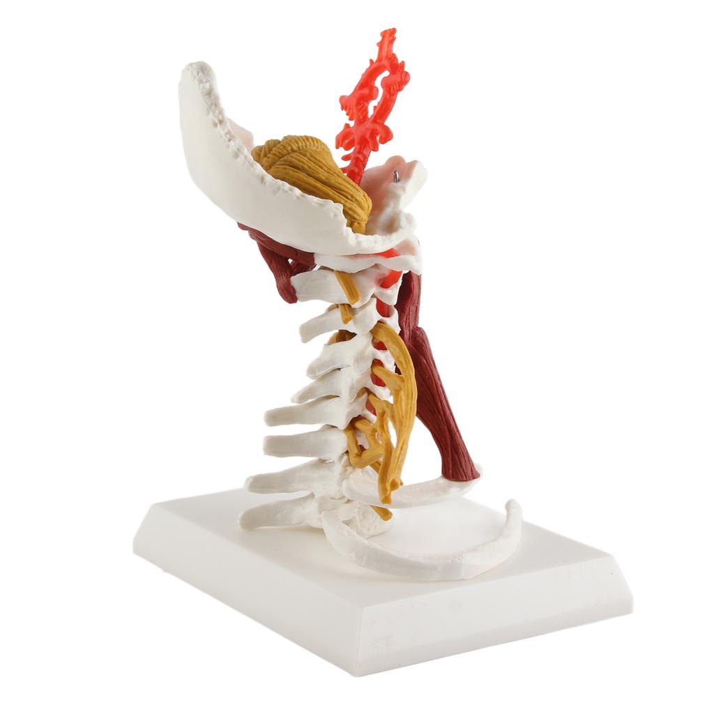 Cervical Spine Model Removable Human Spinal Nerves Model for Doctor Patient Communication Teaching Presentation