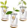 3Pcs Stable Avocado Growing Triangular Holder Cone-shaped Gardening Vase Holders  Home Indoor Desk