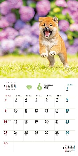 [С эксклюзивными преимуществами для покупателей] Fukufuku Shibainu (Календарь Impress 2024)