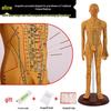 Сверхпрозрачная силиконовая модель: Обучение акупунктуре и меридианам для практики массажа туйна